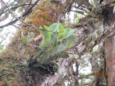 Epidendrum odontospathum, photographed by Jared Shorma