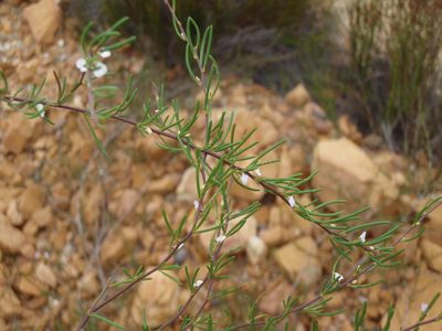 Muraltia cyclolopha, photographed by Nicola van Berkel