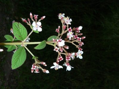 Heterocentron glandulosum, photographed by Eduardo Chacón Madrigal