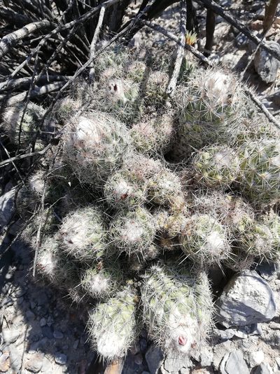 Coryphantha durangensis, photographed by Favian Flores Medina