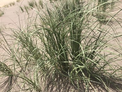 Muhlenbergia multiflora, photographed by Jared Shorma