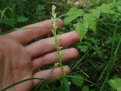 Platanthera unalascensis, photographed by Nolan Exe