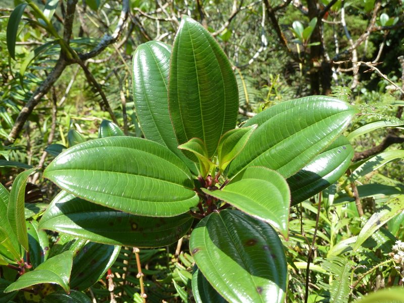 Miconia amplinodis, photographed by Eduardo Chacón Madrigal