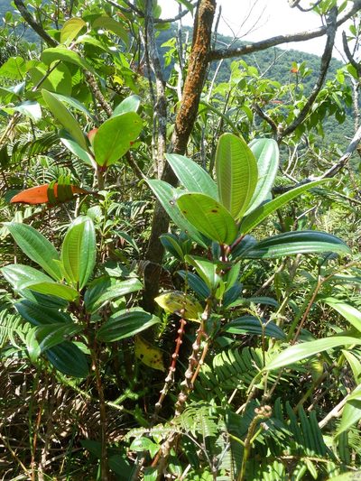 Miconia amplinodis, photographed by Eduardo Chacón Madrigal