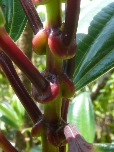 Miconia amplinodis, photographed by Eduardo Chacón Madrigal