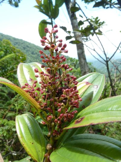 Miconia amplinodis, photographed by Eduardo Chacón Madrigal