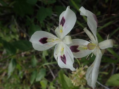 Calochortus eurycarpus, photographed by Nolan Exe