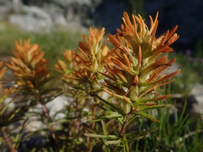 Castilleja covilleana, photographed by Nolan Exe