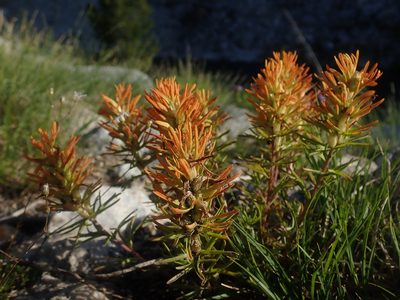 Castilleja covilleana, photographed by Nolan Exe
