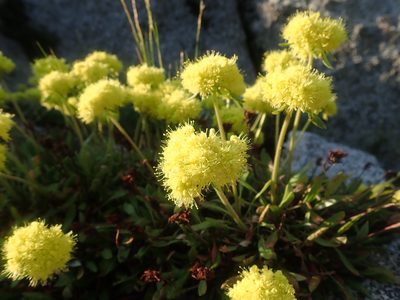 Eriogonum flavum, photographed by Nolan Exe
