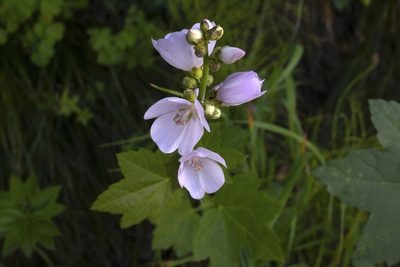 Iliamna rivularis, photographed by Chris Quirin