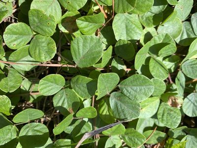 Desmodium lineatum, photographed by Alan Weakley