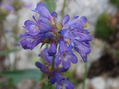 Penstemon attenuatus, photographed by Nolan Exe