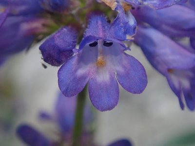 Penstemon attenuatus, photographed by Nolan Exe