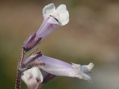 Chionophila tweedyi, photographed by Nolan Exe