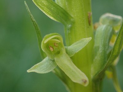 Platanthera stricta, photographed by Nolan Exe