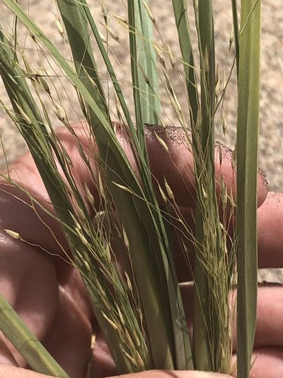 Muhlenbergia multiflora, photographed by Jared Shorma