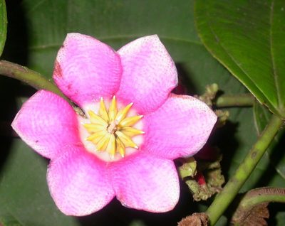 Blakea tuberculata, photographed by Eduardo Chacón Madrigal