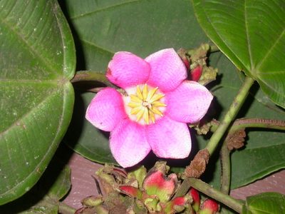 Blakea tuberculata, photographed by Eduardo Chacón Madrigal