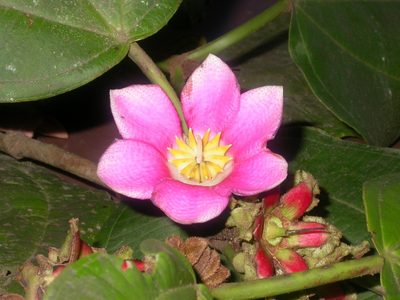 Blakea tuberculata, photographed by Eduardo Chacón Madrigal