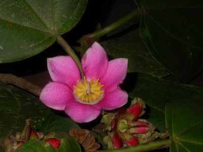 Blakea tuberculata, photographed by Eduardo Chacón Madrigal