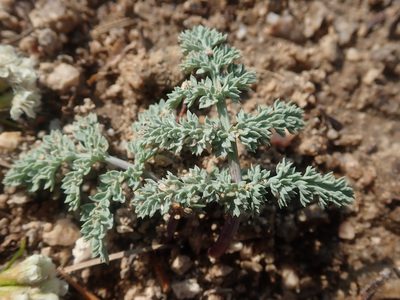 Cymopterus glaucus, photographed by Nolan Exe