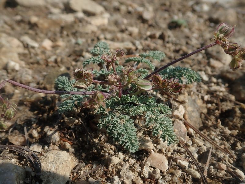 Cymopterus glaucus, photographed by Nolan Exe
