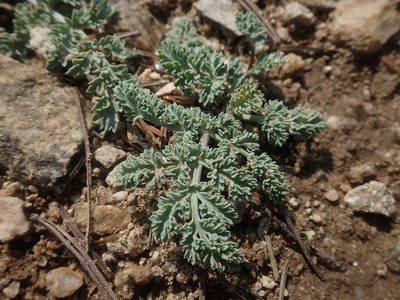 Cymopterus glaucus, photographed by Nolan Exe