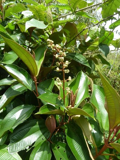 Miconia dodecandra, photographed by Eduardo Chacón Madrigal
