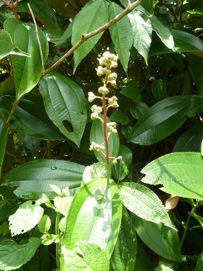 Miconia dodecandra, photographed by Eduardo Chacón Madrigal