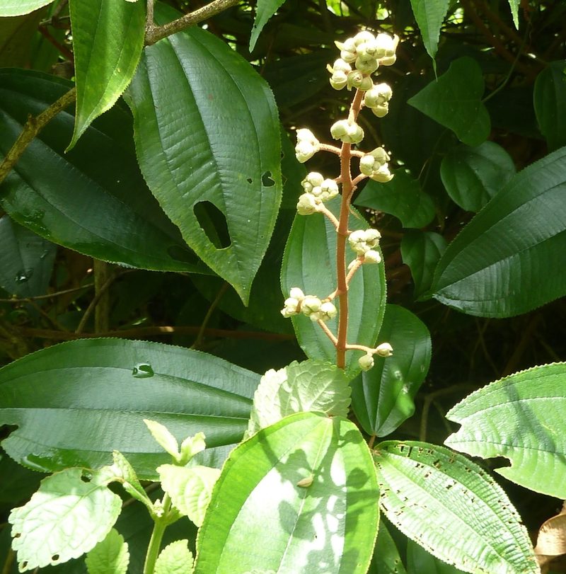 Miconia dodecandra, photographed by Eduardo Chacón Madrigal
