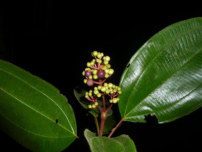 Miconia baillonii, photographed by Eduardo Chacón Madrigal