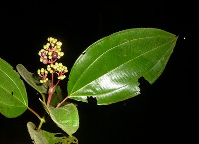 Miconia baillonii, photographed by Eduardo Chacón Madrigal