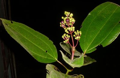 Miconia baillonii, photographed by Eduardo Chacón Madrigal