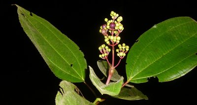 Miconia baillonii, photographed by Eduardo Chacón Madrigal