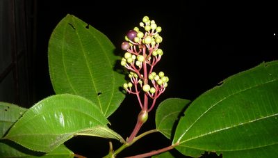 Miconia baillonii, photographed by Eduardo Chacón Madrigal