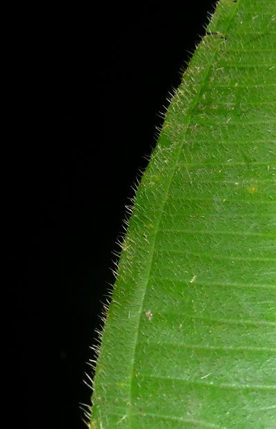 Miconia baillonii, photographed by Eduardo Chacón Madrigal