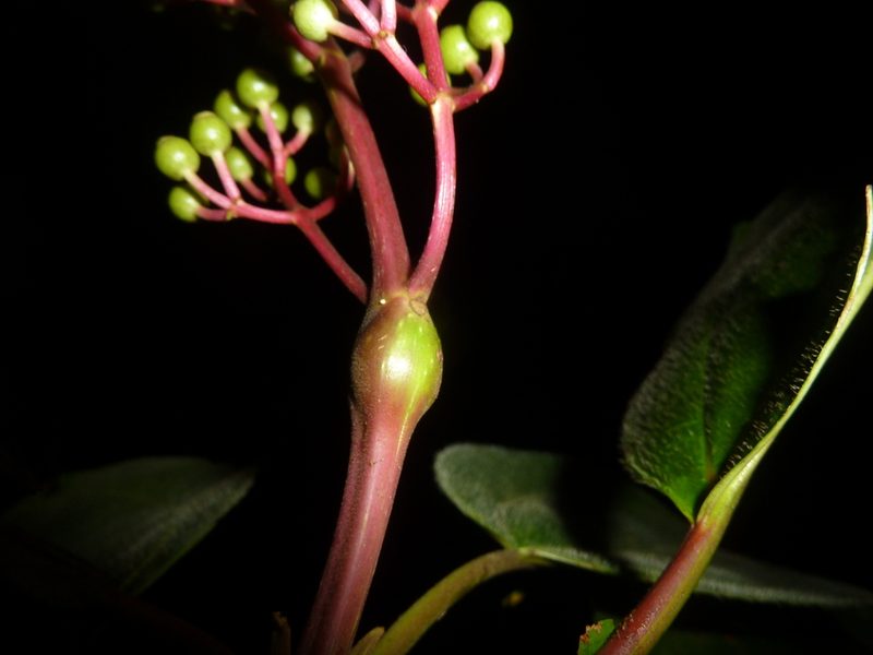 Miconia baillonii, photographed by Eduardo Chacón Madrigal