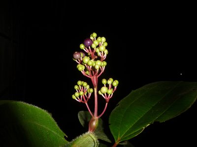 Miconia baillonii, photographed by Eduardo Chacón Madrigal