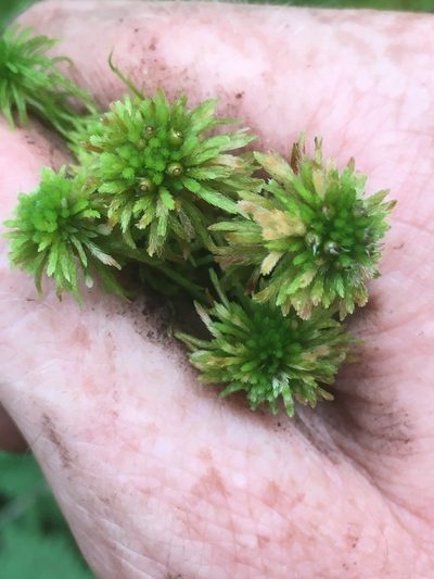 Sphagnum wulfianum, photographed by naturalist charlie