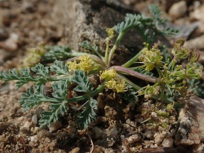 Cymopterus glaucus, photographed by Nolan Exe