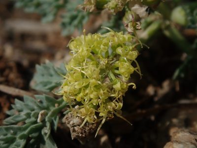 Cymopterus glaucus, photographed by Nolan Exe