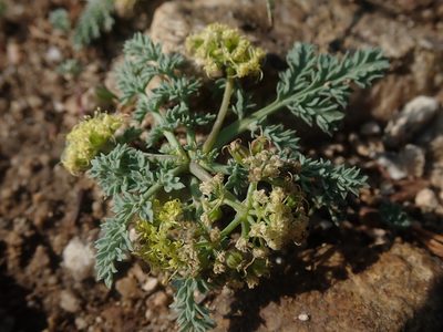 Cymopterus glaucus, photographed by Nolan Exe