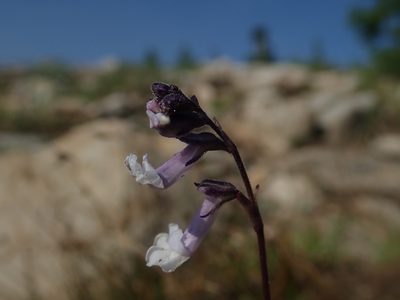Chionophila tweedyi, photographed by Nolan Exe