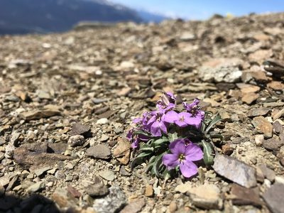 Erysimum pallasii, photographed by Caleb Catto