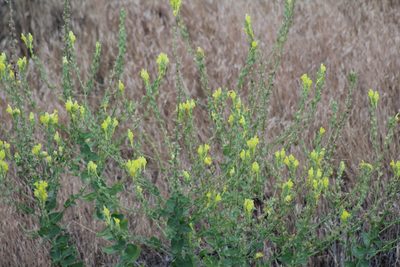 Linaria grandiflora, photographed by Gabbie Byers
