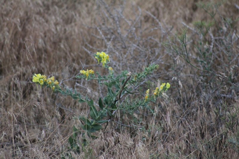 Linaria grandiflora, photographed by Gabbie Byers