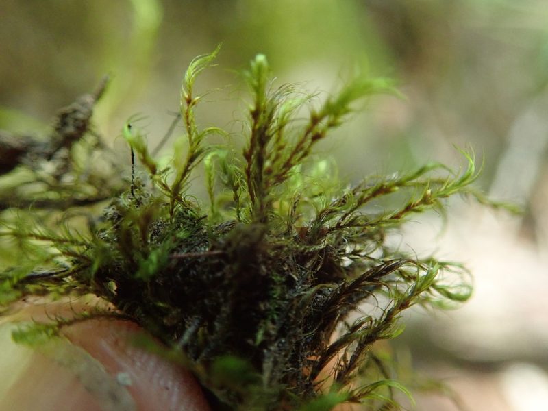 Dichelyma uncinatum, photographed by Randal