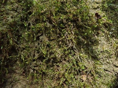 Dichelyma uncinatum, photographed by Randal