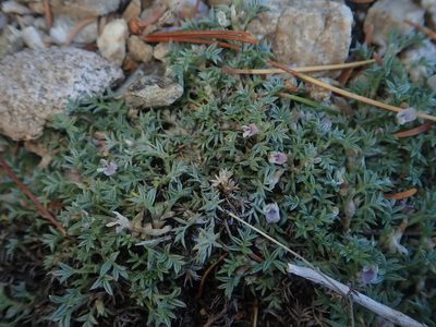Astragalus kentrophyta, photographed by Nolan Exe